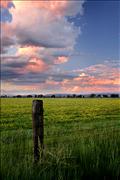 JW - fenced beauty 174